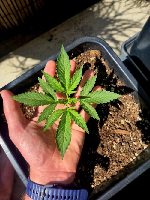 Small balcony grow '26 - Round one. Week 3