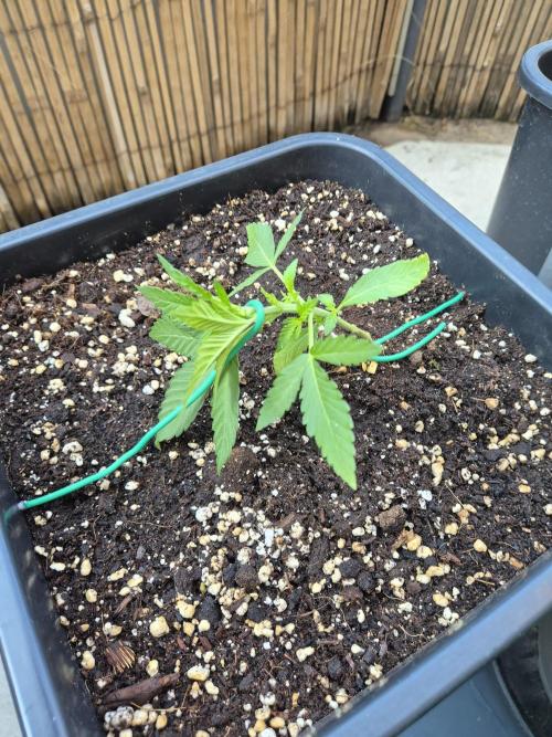 Small balcony grow '26 - Round one. Week 3