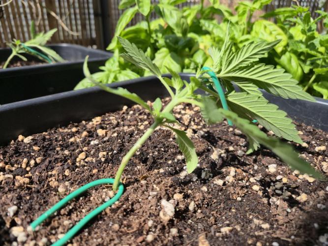Small balcony grow '26 - Round one. Week 3
