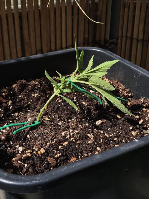Small balcony grow '26 - Round one. Week 3