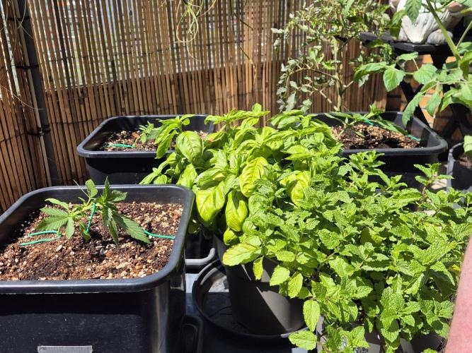 Small balcony grow '26 - Round one. Week 3
