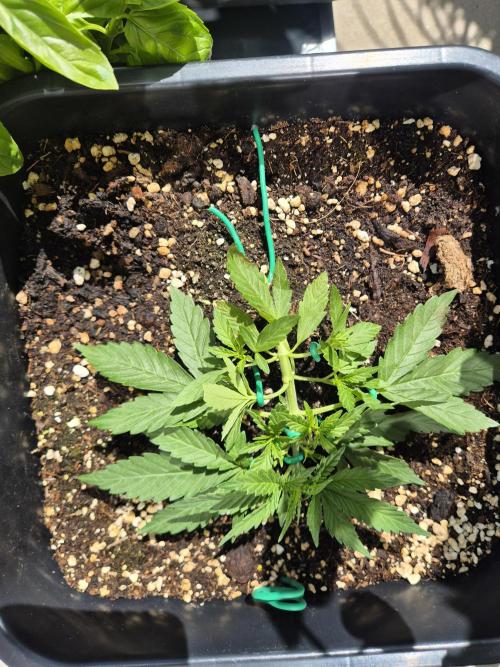 Small balcony grow '26 - Round one. Week 4