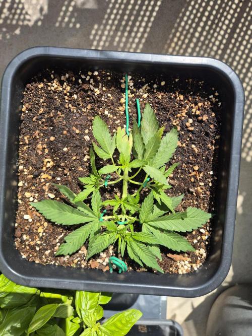 Small balcony grow '26 - Round one. Week 4