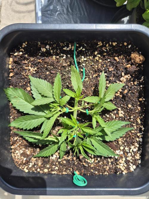 Small balcony grow '26 - Round one. Week 4