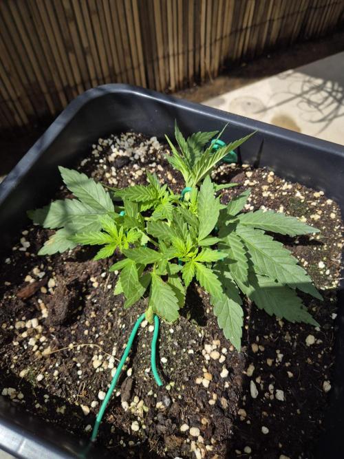 Small balcony grow '26 - Round one. Week 4
