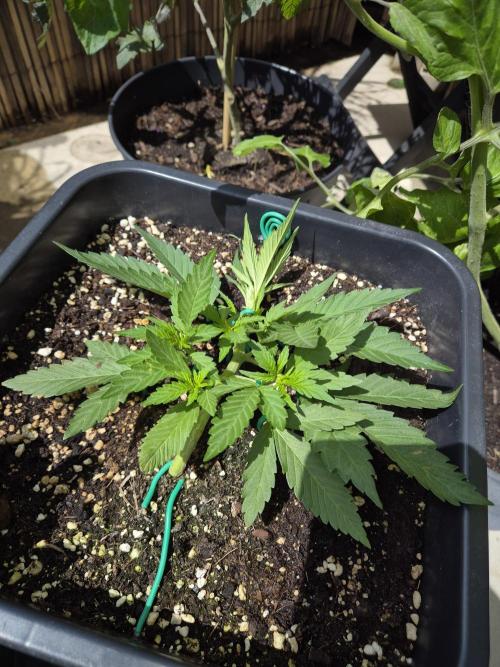 Small balcony grow '26 - Round one. Week 4