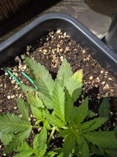 Small balcony grow '26 - Round one. Week 4
