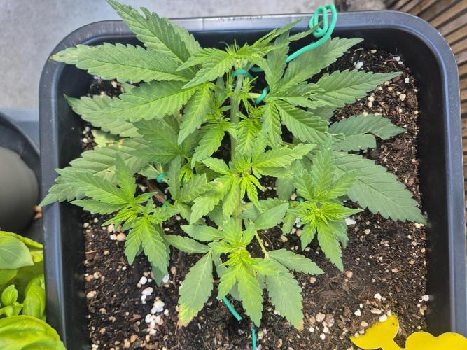 Small balcony grow '26 - Round one. Week 5