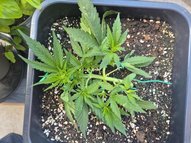 Small balcony grow '26 - Round one. Week 5