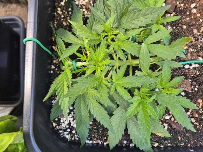Small balcony grow '26 - Round one. Week 5