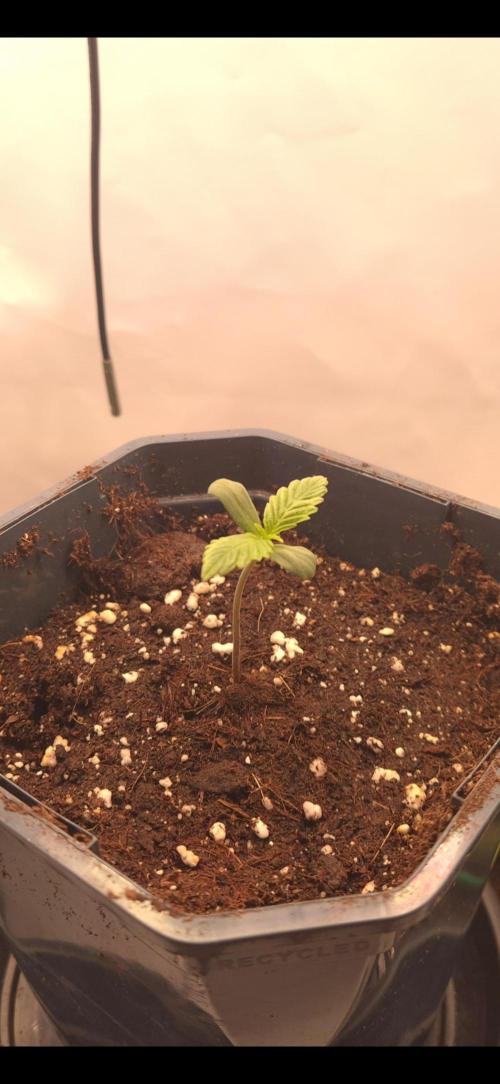 Small balcony grow '26 - Round two. Week 0