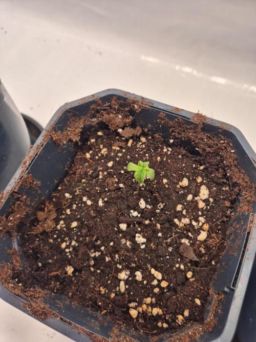 Small balcony grow '26 - Round two. Week 0 - I believe i gave way to much water for a seedling, now showing signs of overwatering 