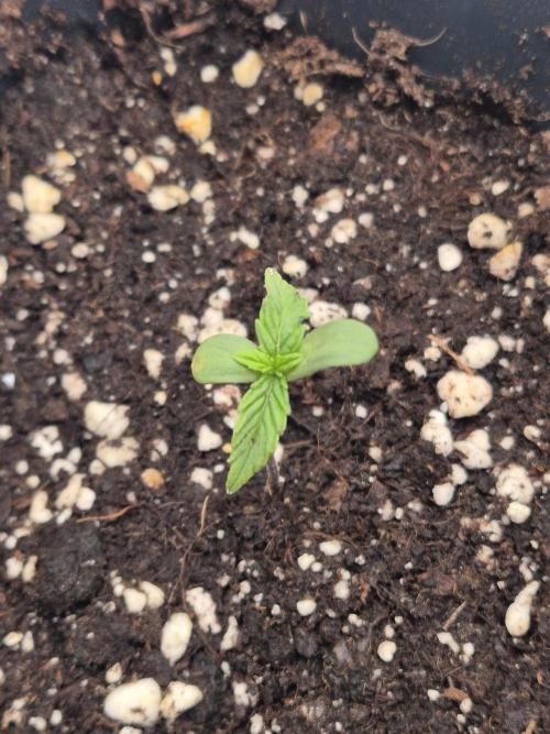 Small balcony grow '26 - Round two. Week 0