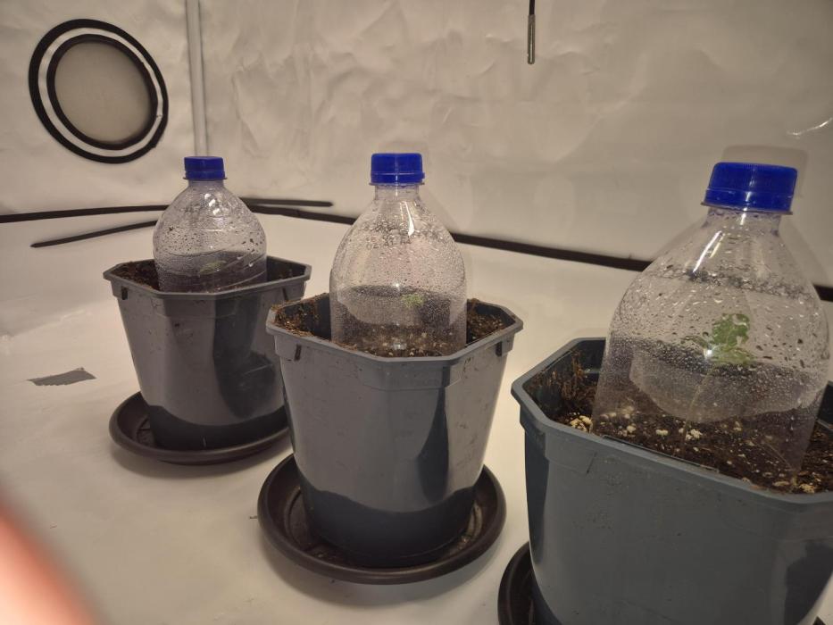 Small balcony grow '26 - Round two. Week 1