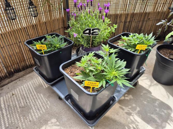 Small balcony grow '26 - Round one. Week 6