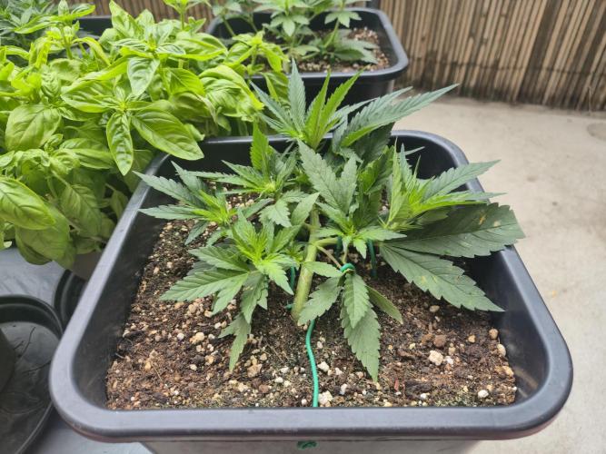 Small balcony grow '26 - Round one. Week 6