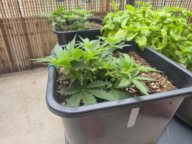 Small balcony grow '26 - Round one. Week 6