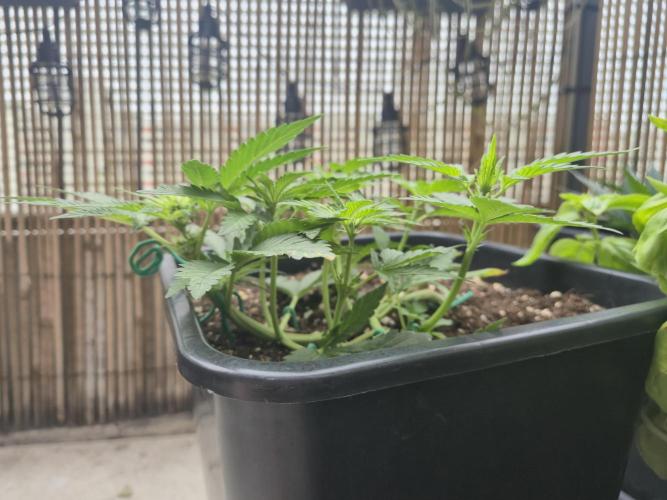Small balcony grow '26 - Round one. Week 6