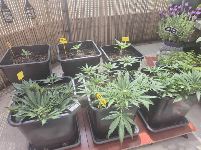 Small balcony grow '26 - Round one. Week 7