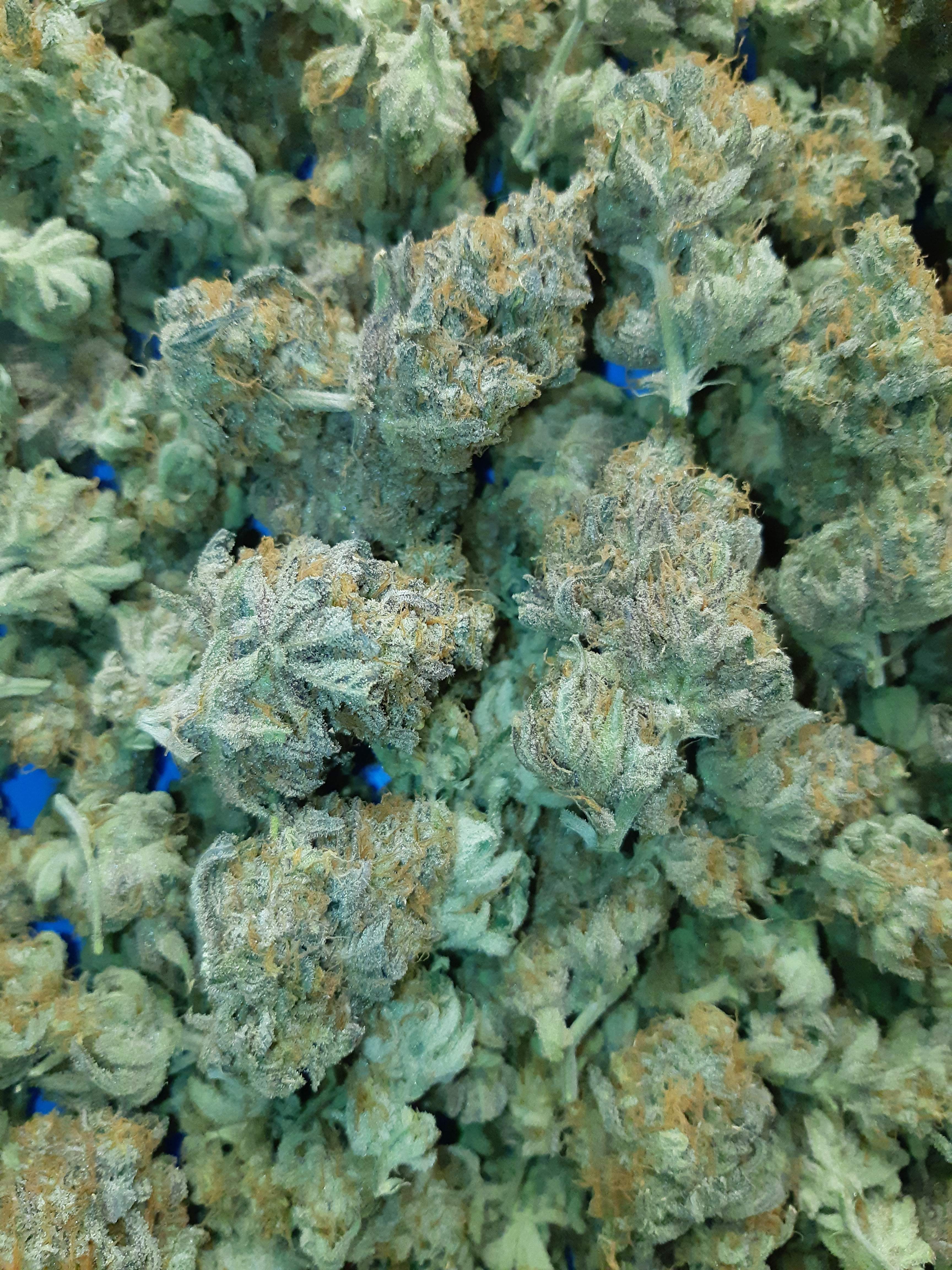 ETHOS Candy Store R1 grow diary (journal) harvest17 by Removed