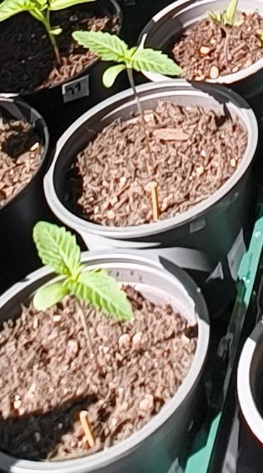 Purple Punch Automatic. Week 1