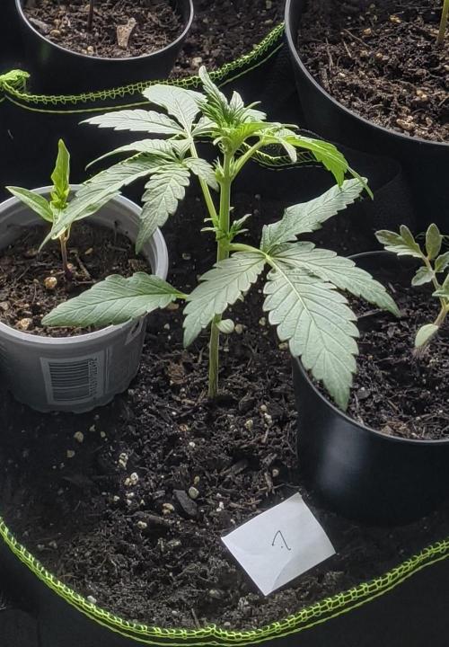 Purple Punch Automatic. Week 3