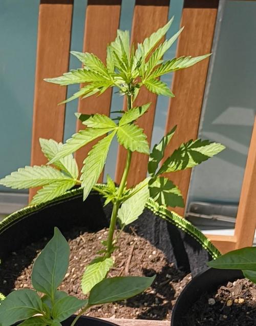 Purple Punch Automatic. Week 5