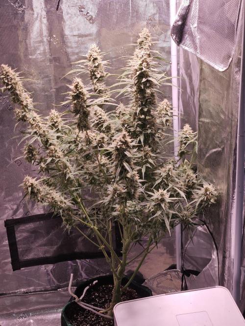 Sour Strudel . Week 11