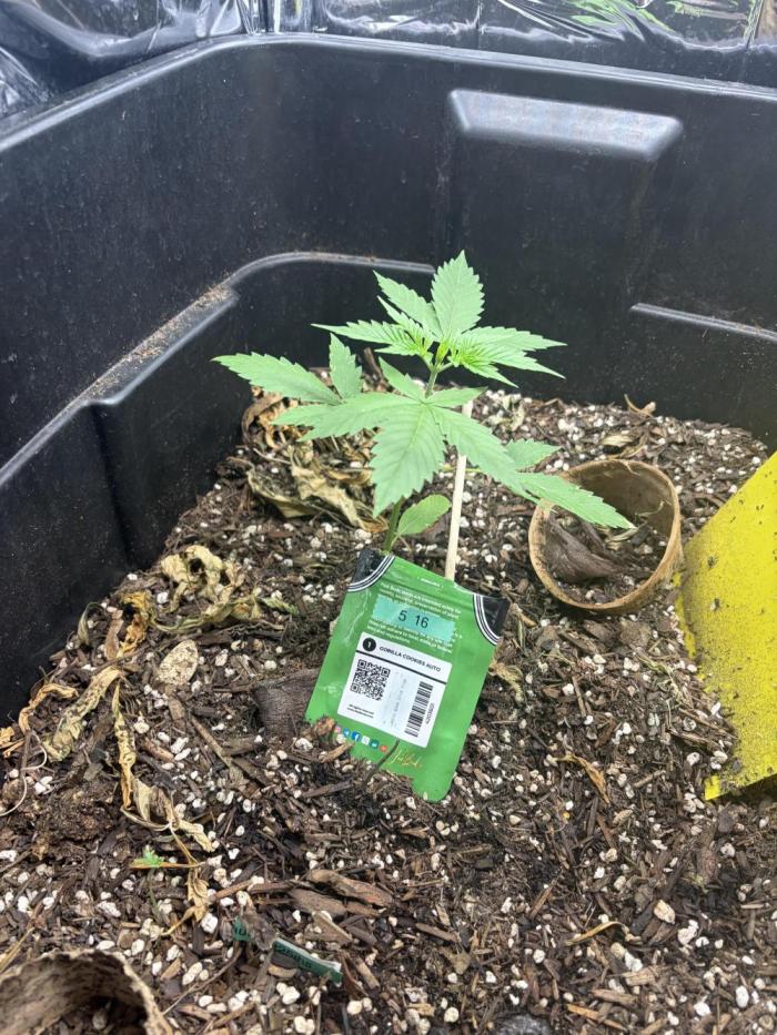 26 papa bud. Week 4
