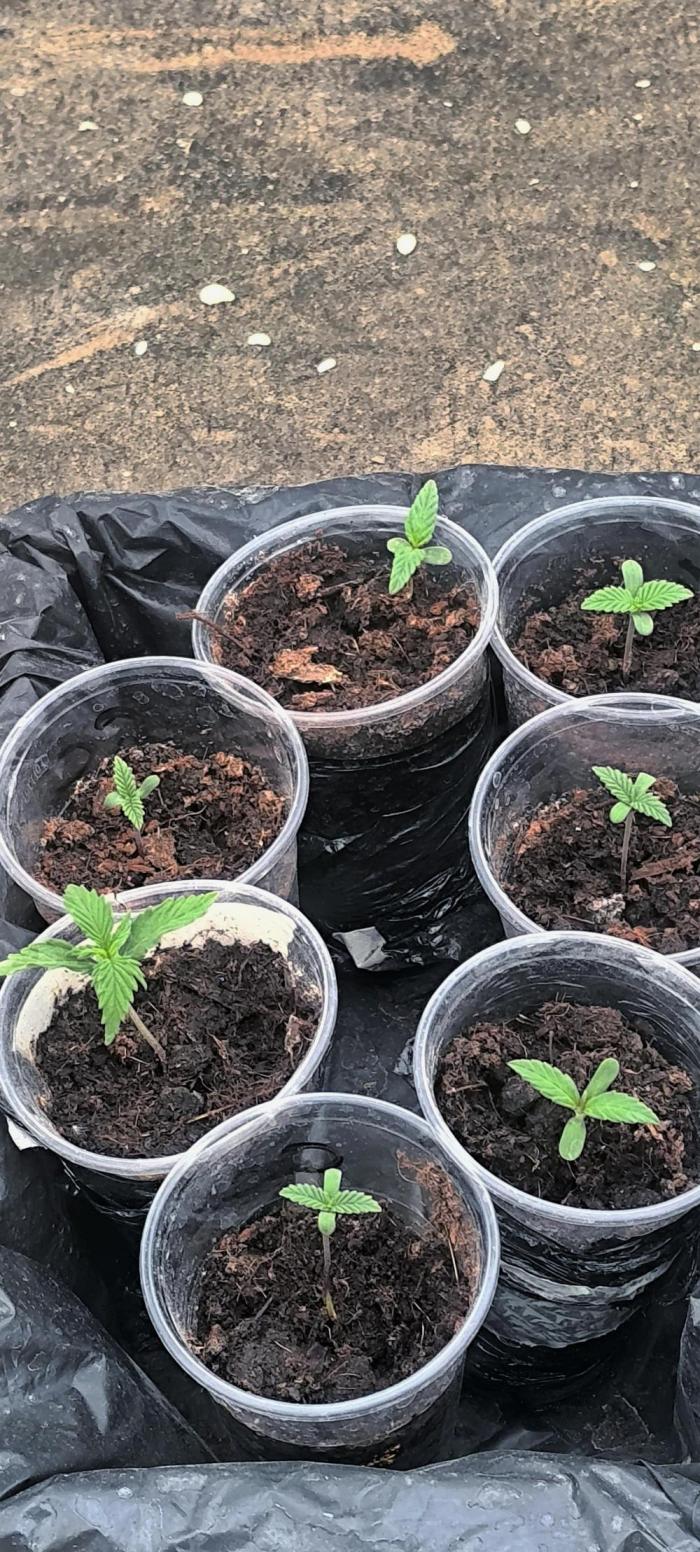 Hokusa Pokus N#0. Week 1