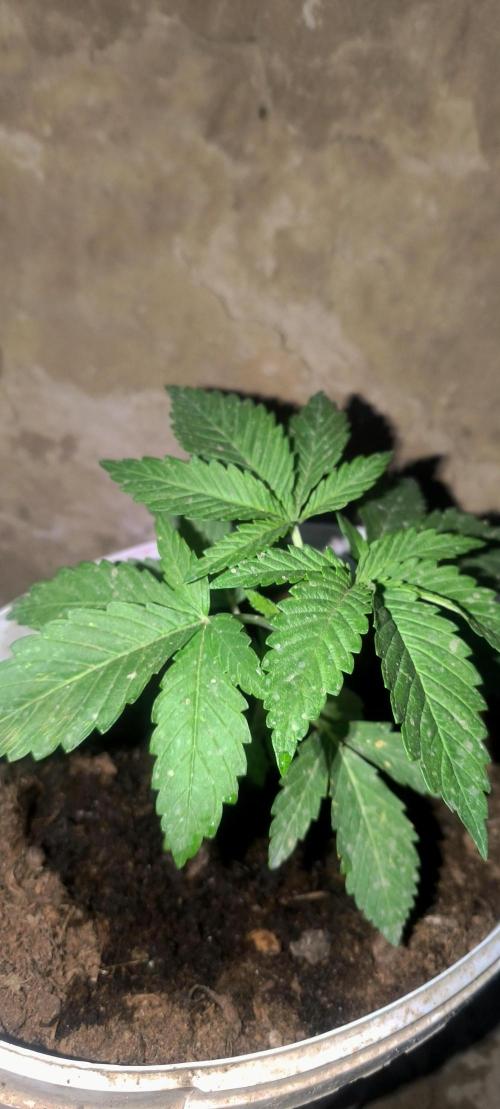 Hokusa Pokus N#0. Week 4 - cream caramel keeps very close to the ground..90%indica...that's right!😉