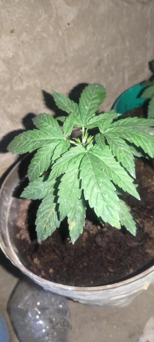 Hokusa Pokus N#0. Week 4 - frau 4-leaf mutant