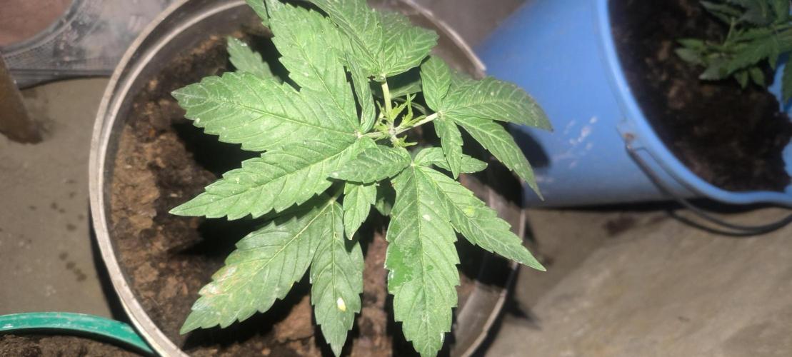 Hokusa Pokus N#0. Week 4 - frau 4-leaf mutant2