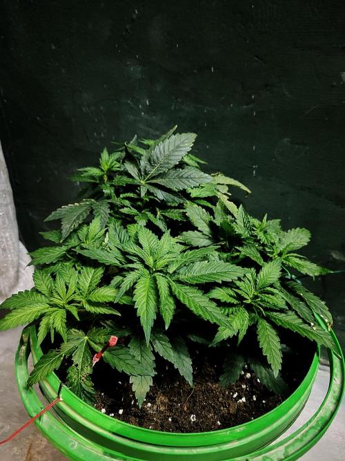 N#1 OUTofmyDOOR after 15 years. Week 8 - green as hell
