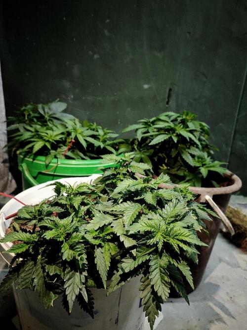 N#1 OUTofmyDOOR after 15 years. Week 8 - three plants three other phenos 🤣🤷🏻‍♂️🤦🏻‍♂️