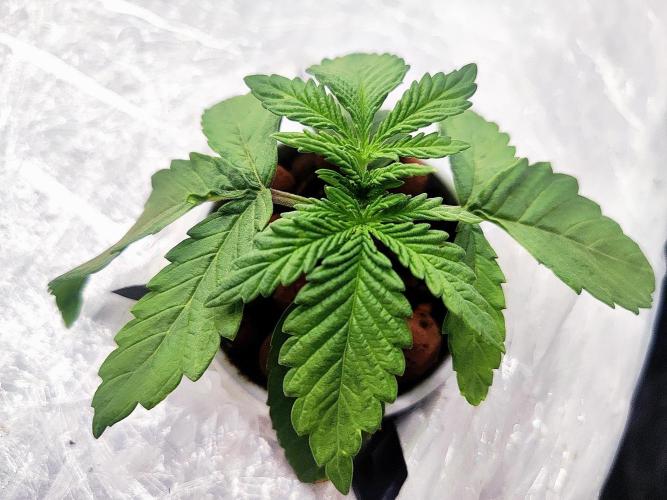 MORE THAN HARVEST. Week 2 - the biggest,Jealosy