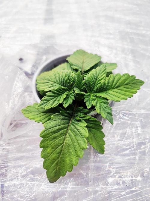 MORE THAN HARVEST. Week 2 - GELATO...my favourite 