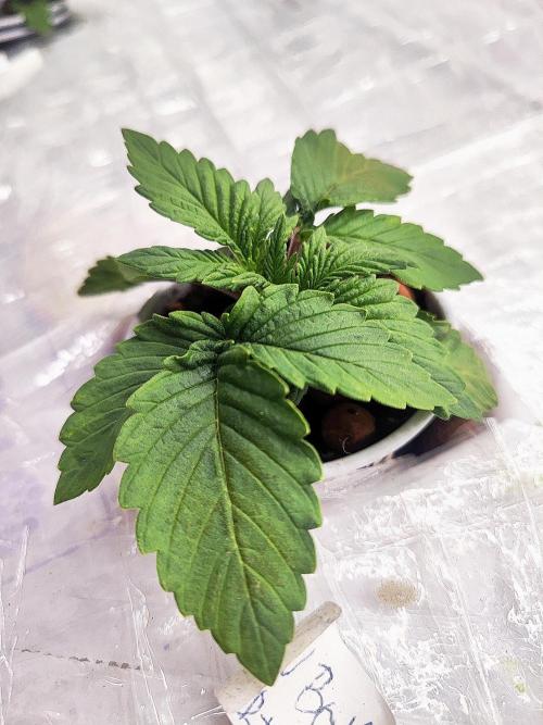 MORE THAN HARVEST. Week 2 - RainBow Sherbet 