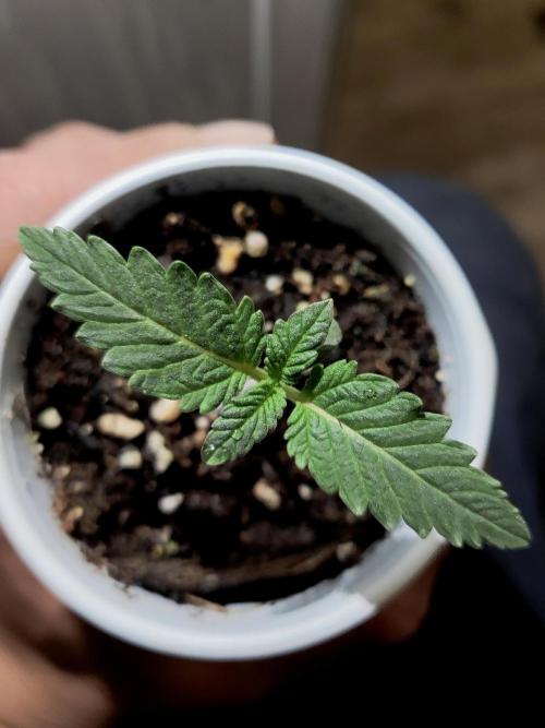 ROUND2,FIGHT!attempt at a mother plant. Week 1 - blue blue blue LDS LSD LSD