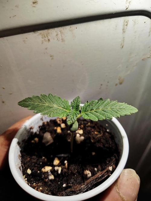 ROUND2,FIGHT!attempt at a mother plant. Week 1 - its not green