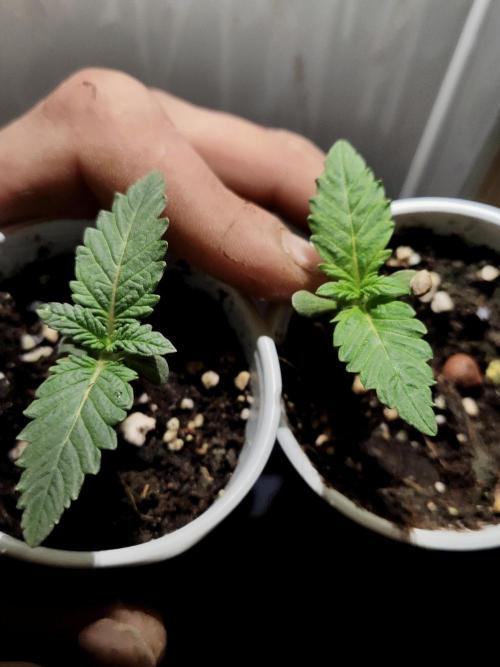 ROUND2,FIGHT!attempt at a mother plant. Week 1 - definitely blue 