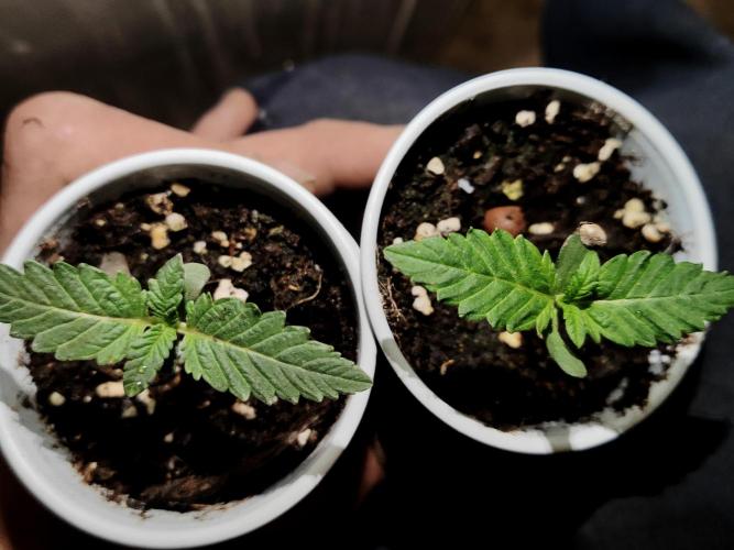 ROUND2,FIGHT!attempt at a mother plant. Week 1 - LSD & GIRLS.SCOUT.COOKIES