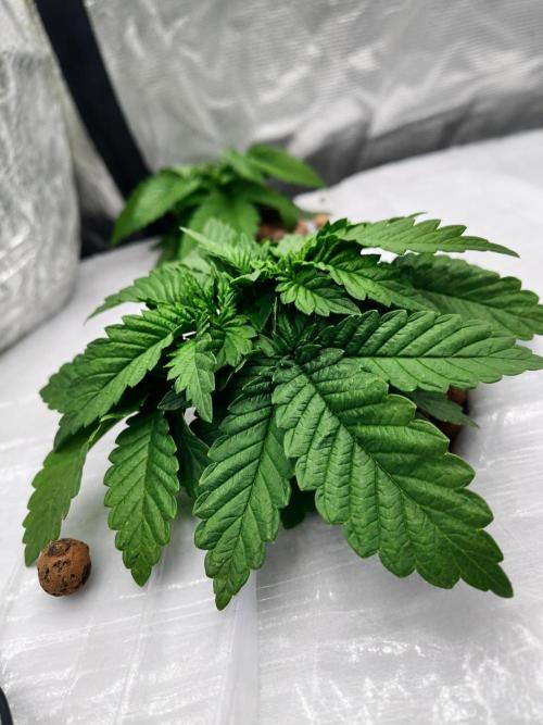 MORE THAN HARVEST. Week 3