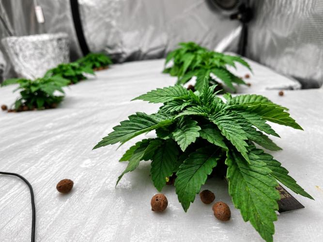 MORE THAN HARVEST. Week 3