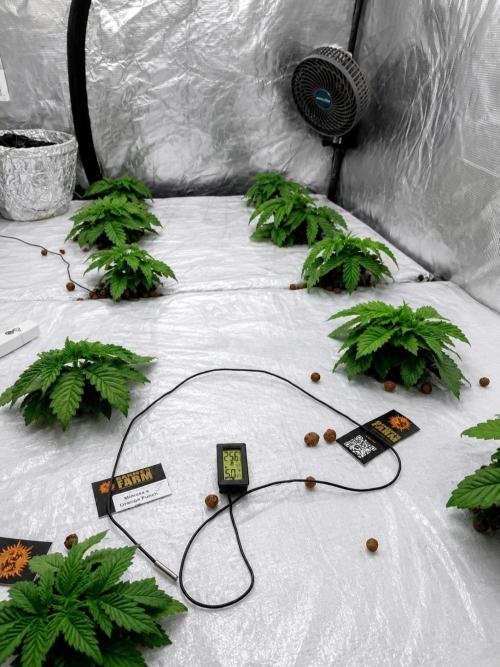 MORE THAN HARVEST. Week 3