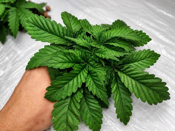 MORE THAN HARVEST. Week 3