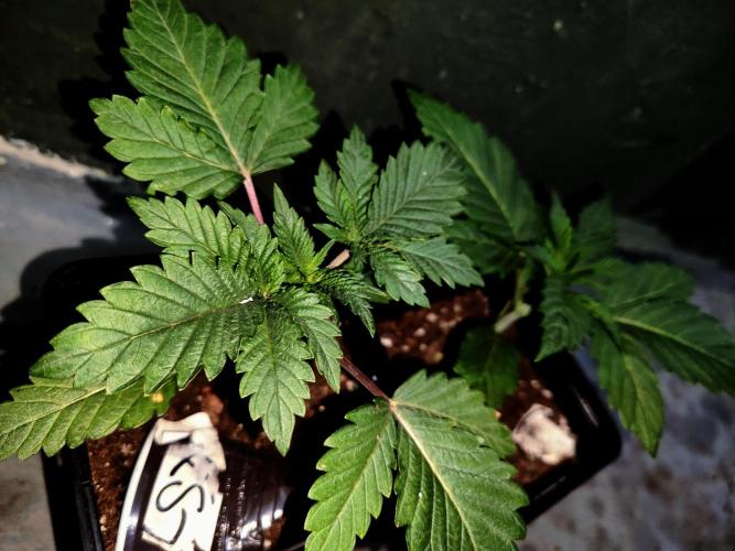 ROUND2,FIGHT!attempt at a mother plant. Week 2
