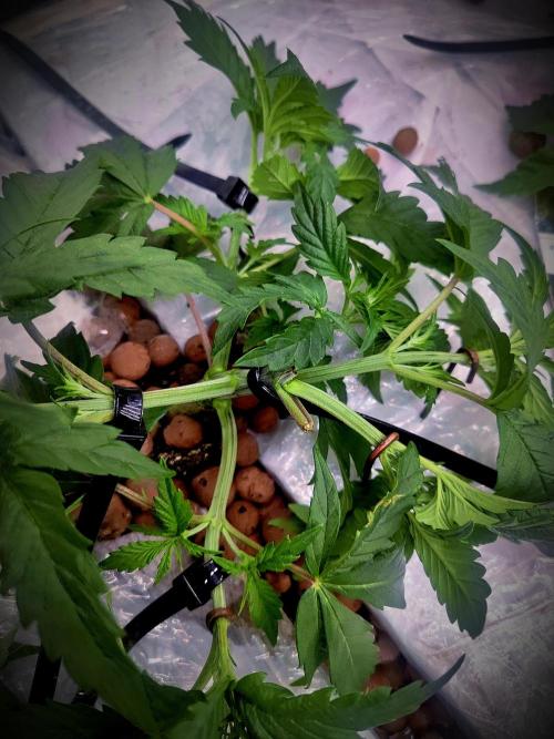 MORE THAN HARVEST. Week 4 - Nimbus 2000