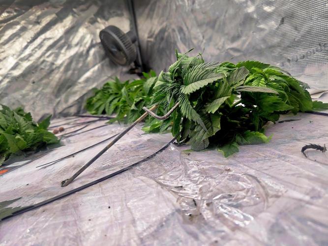 MORE THAN HARVEST. Week 4 - zacatek famfrpálu