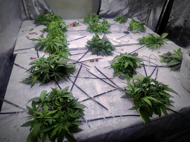 MORE THAN HARVEST. Week 4 - famfrpál
